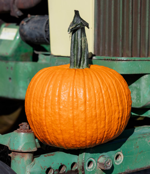 Holmes Seed Company - Medium Pumpkins - Untreated Seed