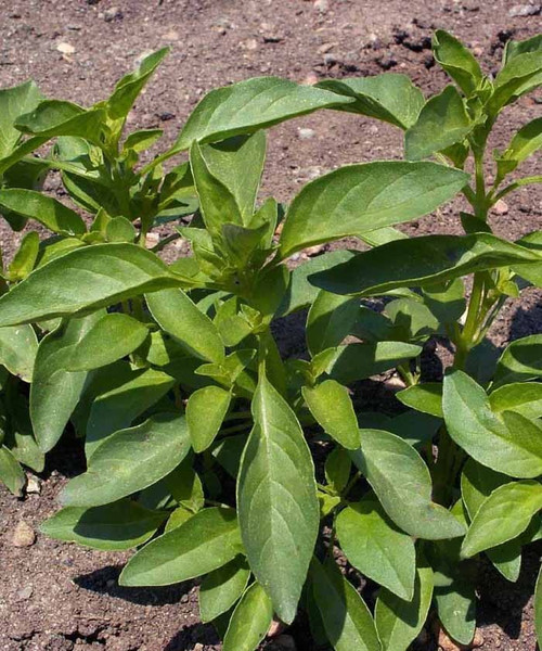 Basil - Lemon