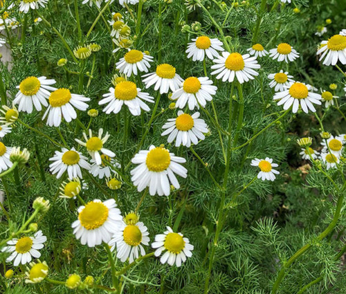 Chamomile - German