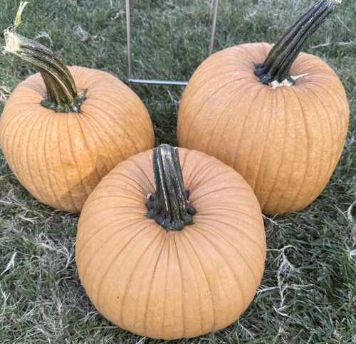 Spicy Mocha Pumpkin Seeds | Holmes Seed Company