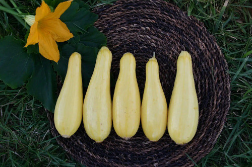 Cougar Precocious Straightneck Squash Seeds | Holmes Seed Company