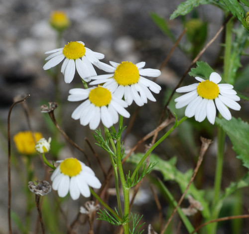 Chamomile - German
