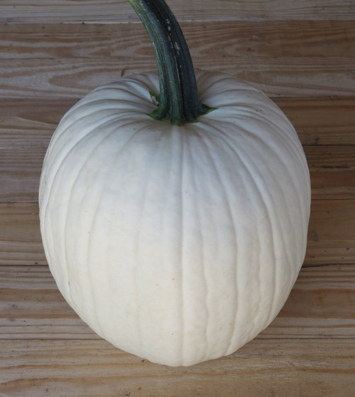 Holmes Seed Company - White Pumpkin Seed