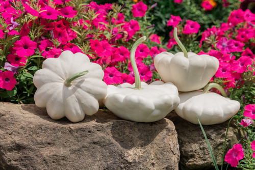 Little Daisy F1 Pumpkin | Holmes Seed Company