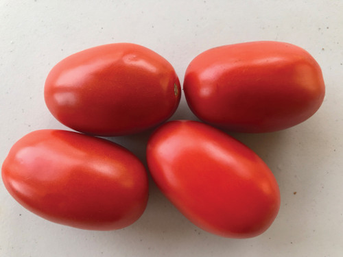 Holmes Seed Company - Determinate Red Hybrid Tomato Seed
