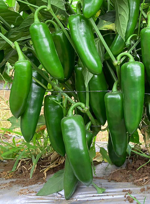 【希少USプロモ盤】ALPHA - Pepper Holmes Seed Company - Hybrid Jalapeño Pepper Seed