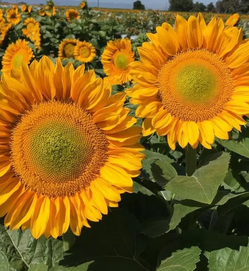 ProCut® Gold Lite DMR F1 Sunflower