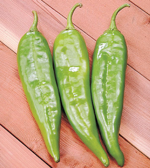 Sahuaro