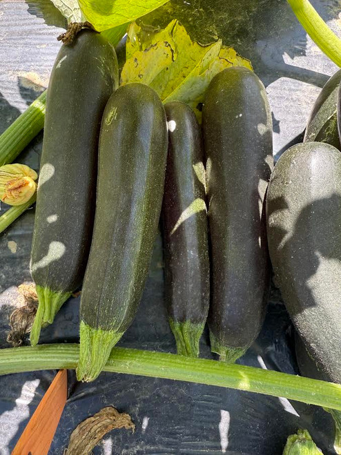 Best Disease Resistant Zucchini Plants for Florida: Top Picks 3 Best Disease Resistant Zucchini Plants for Florida: Top Picks