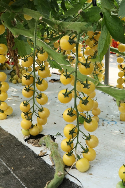 Suncitron