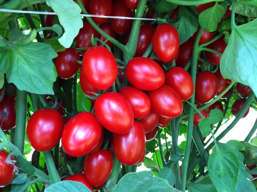 Ruby Crush 