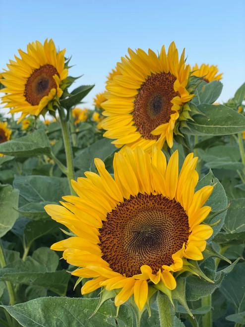 Procut® Peach F1 Sunflower | Holmes Seed Company