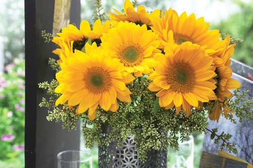 Sunrich Gold F1 Sunflower | Holmes Seed Company