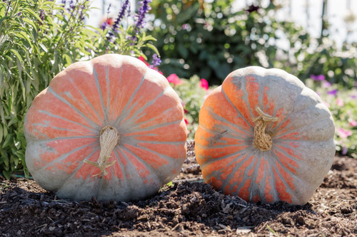 Neverland F1 Pumpkin | Holmes Seed Company