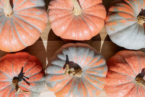 Neverland F1 Pumpkin | Holmes Seed Company