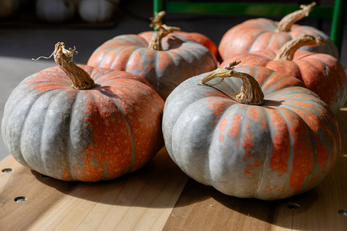 Neverland F1 Pumpkin | Holmes Seed Company