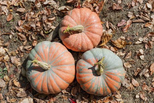 Neverland F1 Pumpkin | Holmes Seed Company