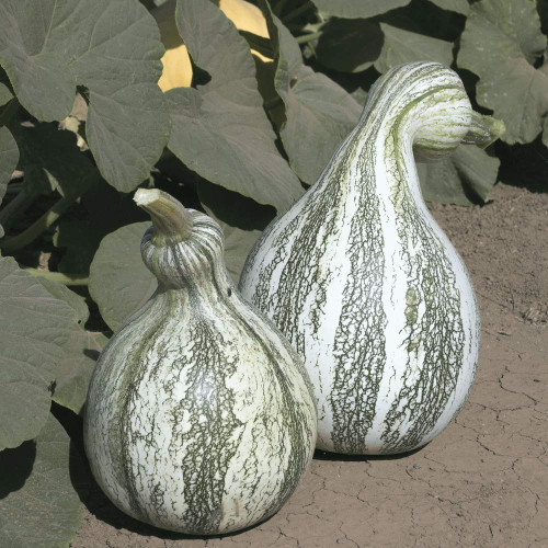 Cushaw Green Striped