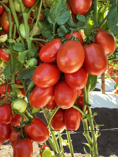  Inca F1 Tomato