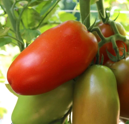 Zenzei F1 Tomato