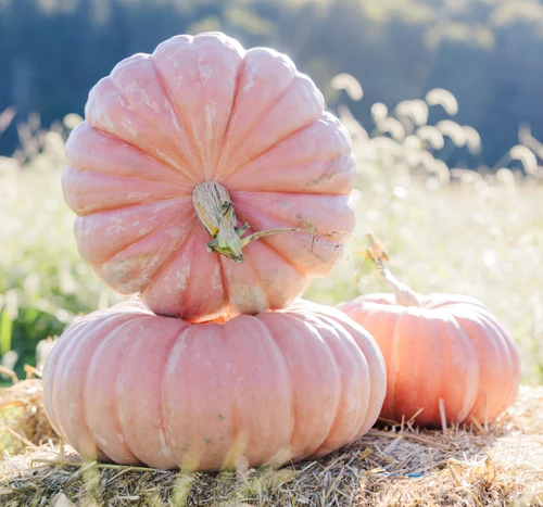 Sleeping Beauty F1 Pumpkin