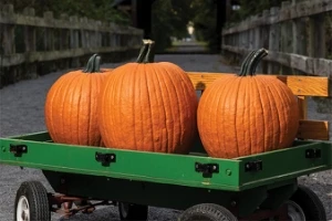 Carbonado Gold F1 Pumpkin