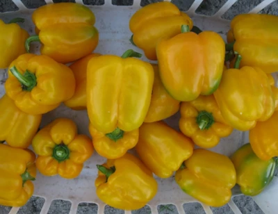 Yellowfin X10R® F1 Pepper