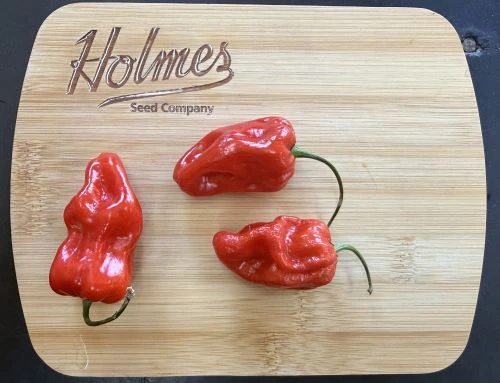 Mild Thing Pepper