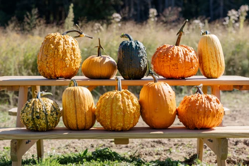 Soda Pop F1 Pumpkin - Untreated 