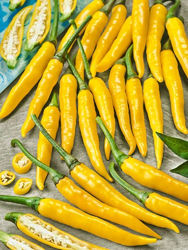 Cayenne Yellow