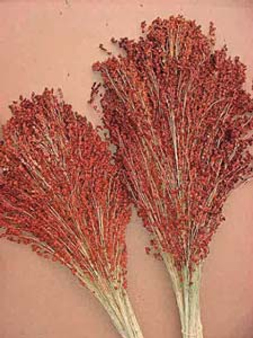 Red Broom Corn