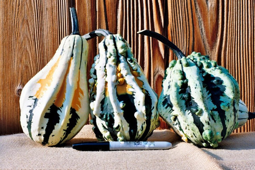 Super Wings - Large F1 Gourd | Holmes Seed Company