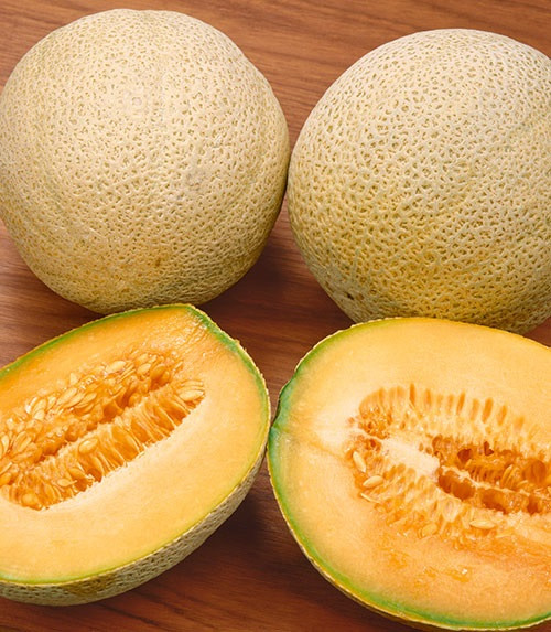Gold Star F1 Melon Holmes Seed Company