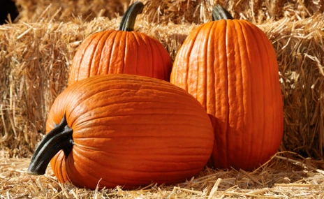 Traditional large orange pumpkin