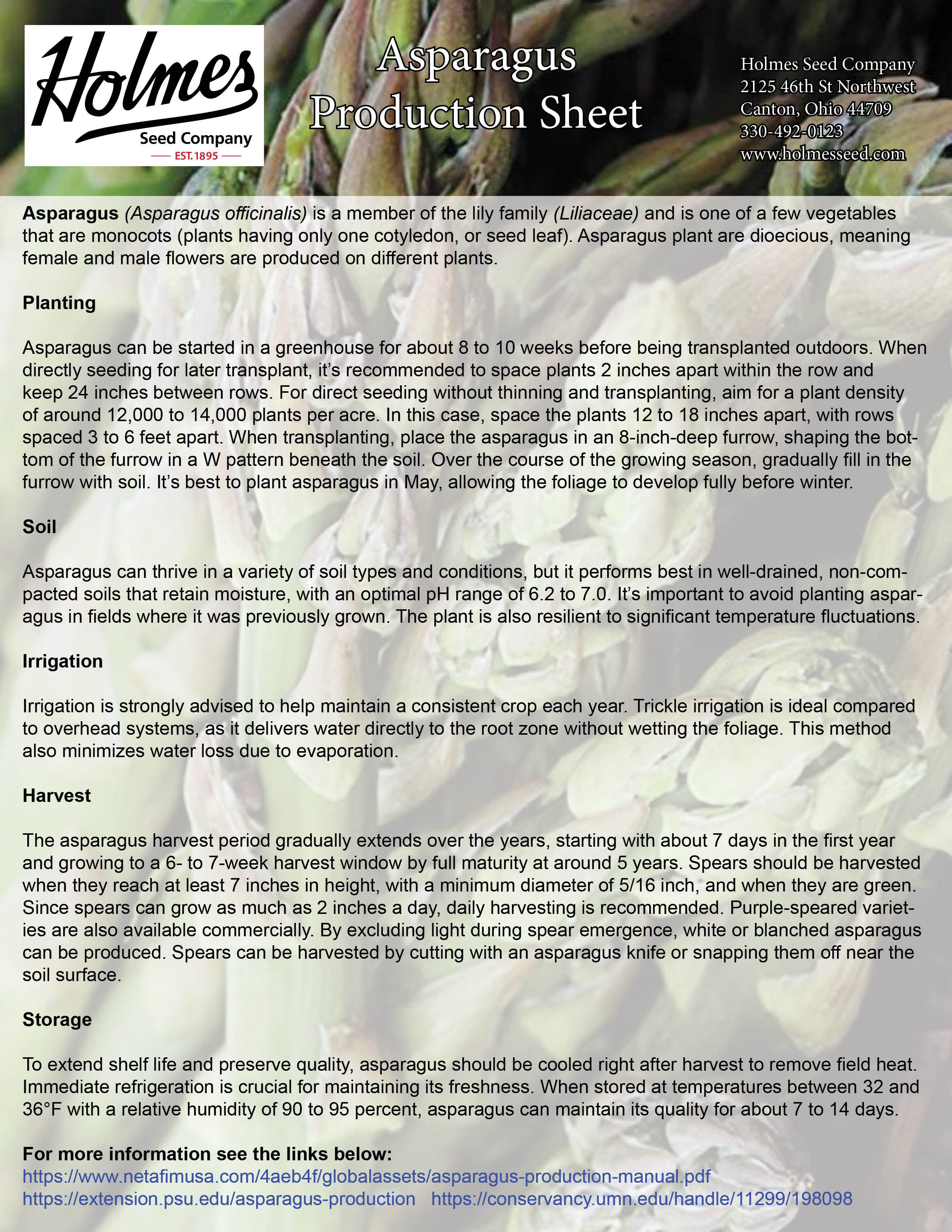 ASPARAGUS 「#1 / モメント」 Jersey Giant, (F1) Asparagus Roots | Urban Farmer
