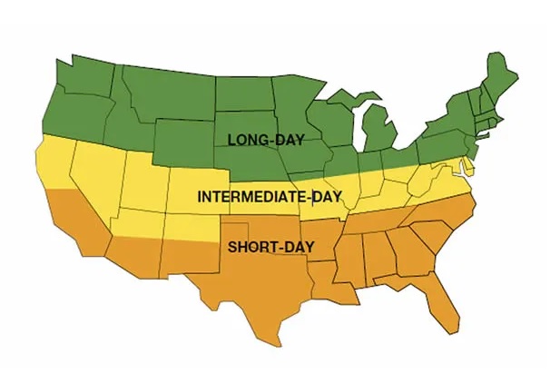 Onion Daylength Map
