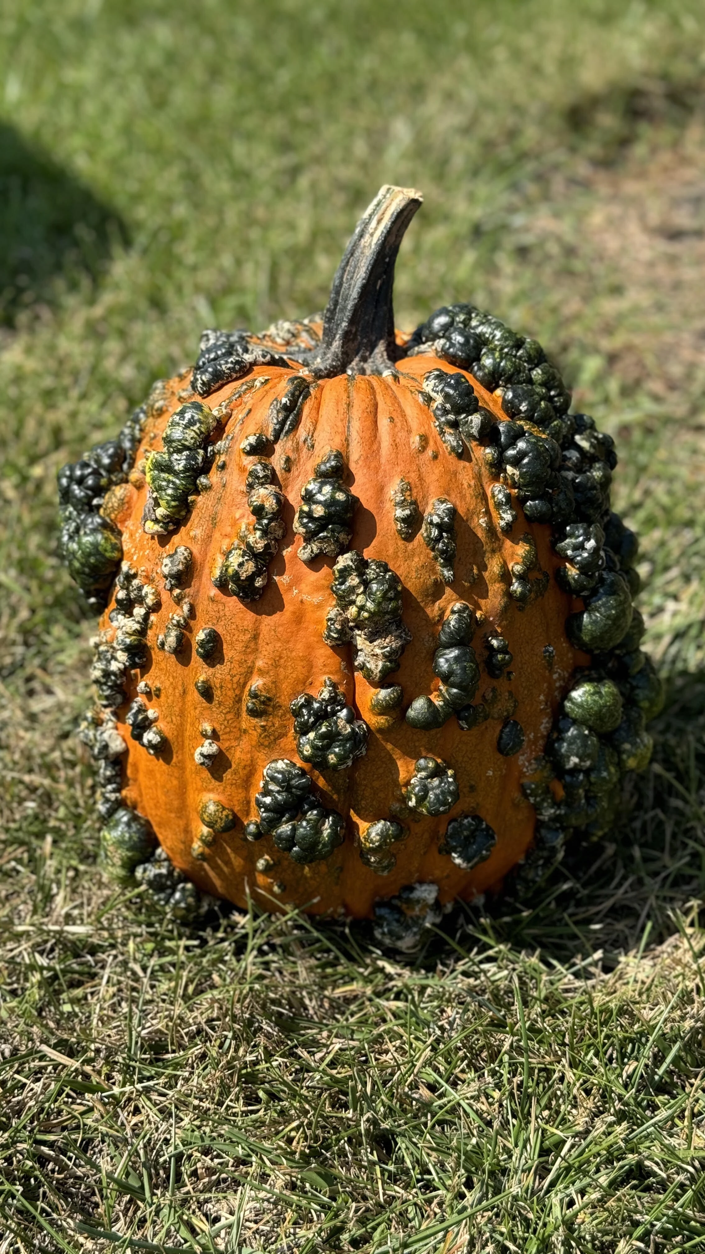 Warty pumpkin showing textured rind development