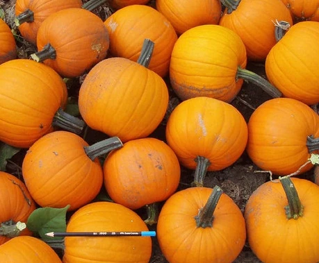 Small pumpkin hybrid