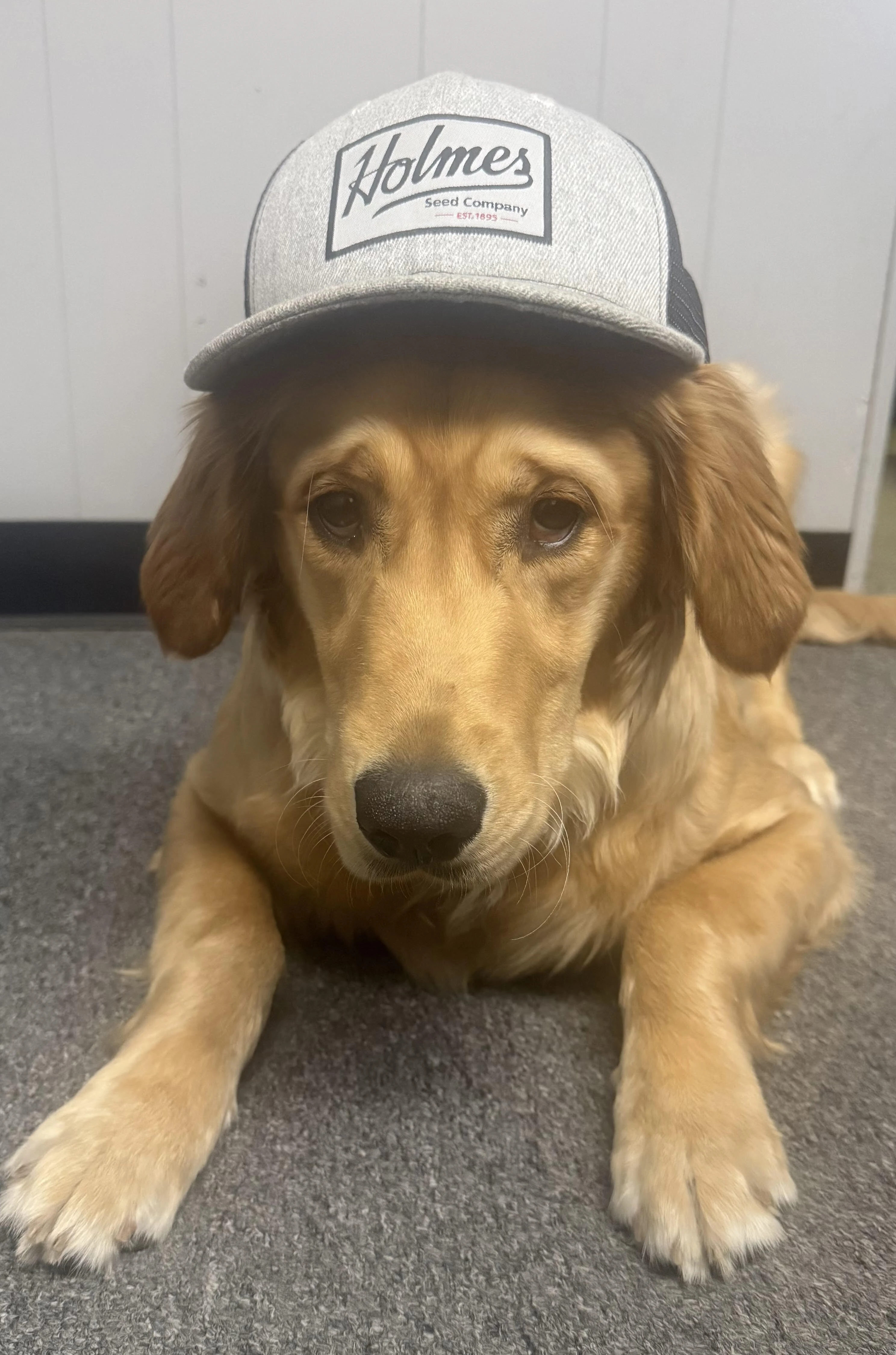 Sunnie, Holmes Seed Company's Golden Retriever mascot, wearing a Holmes Seed Company hat