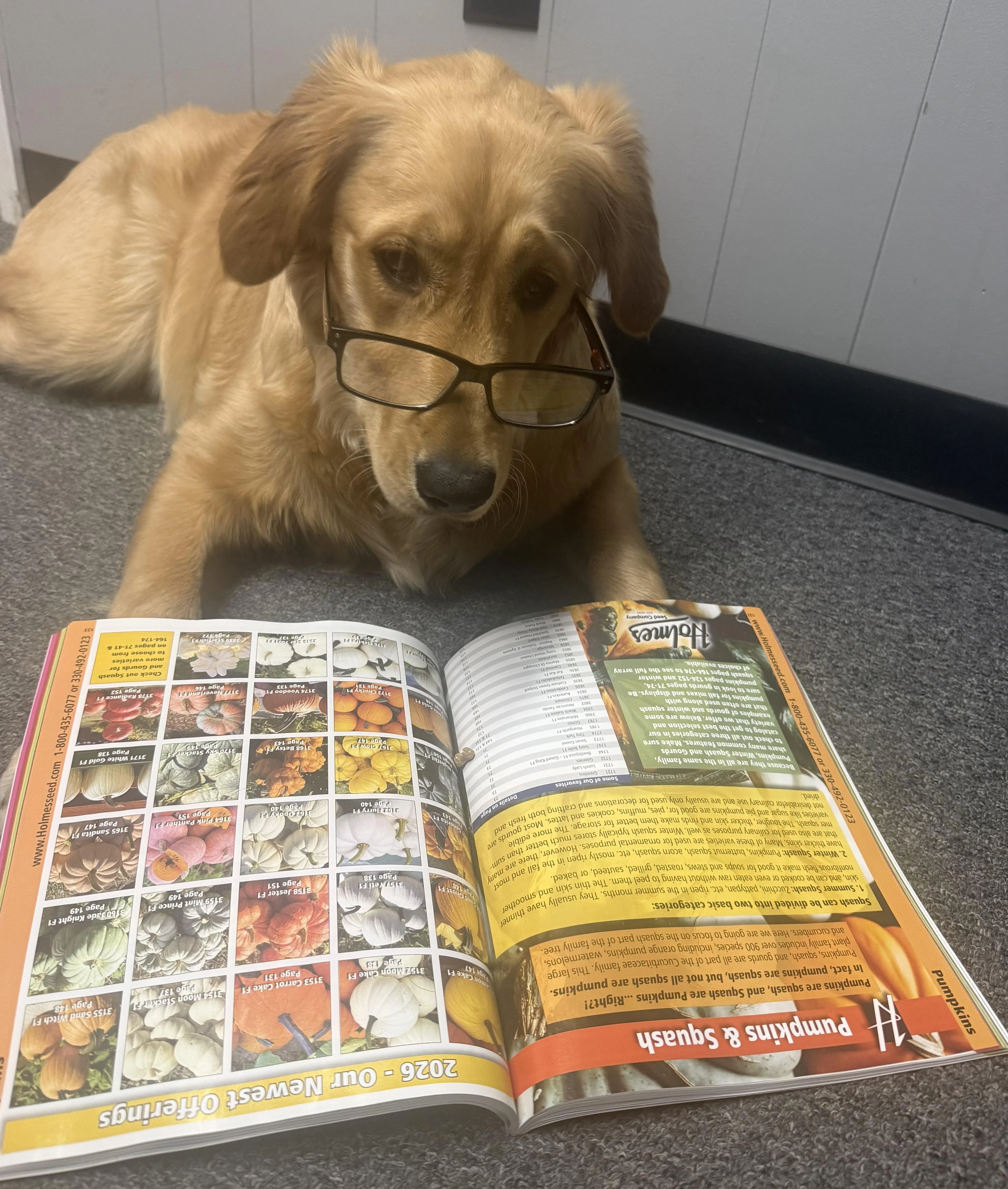 Sunnie the Holmes Seed mascot reviewing the Holmes Seed Company seed catalog