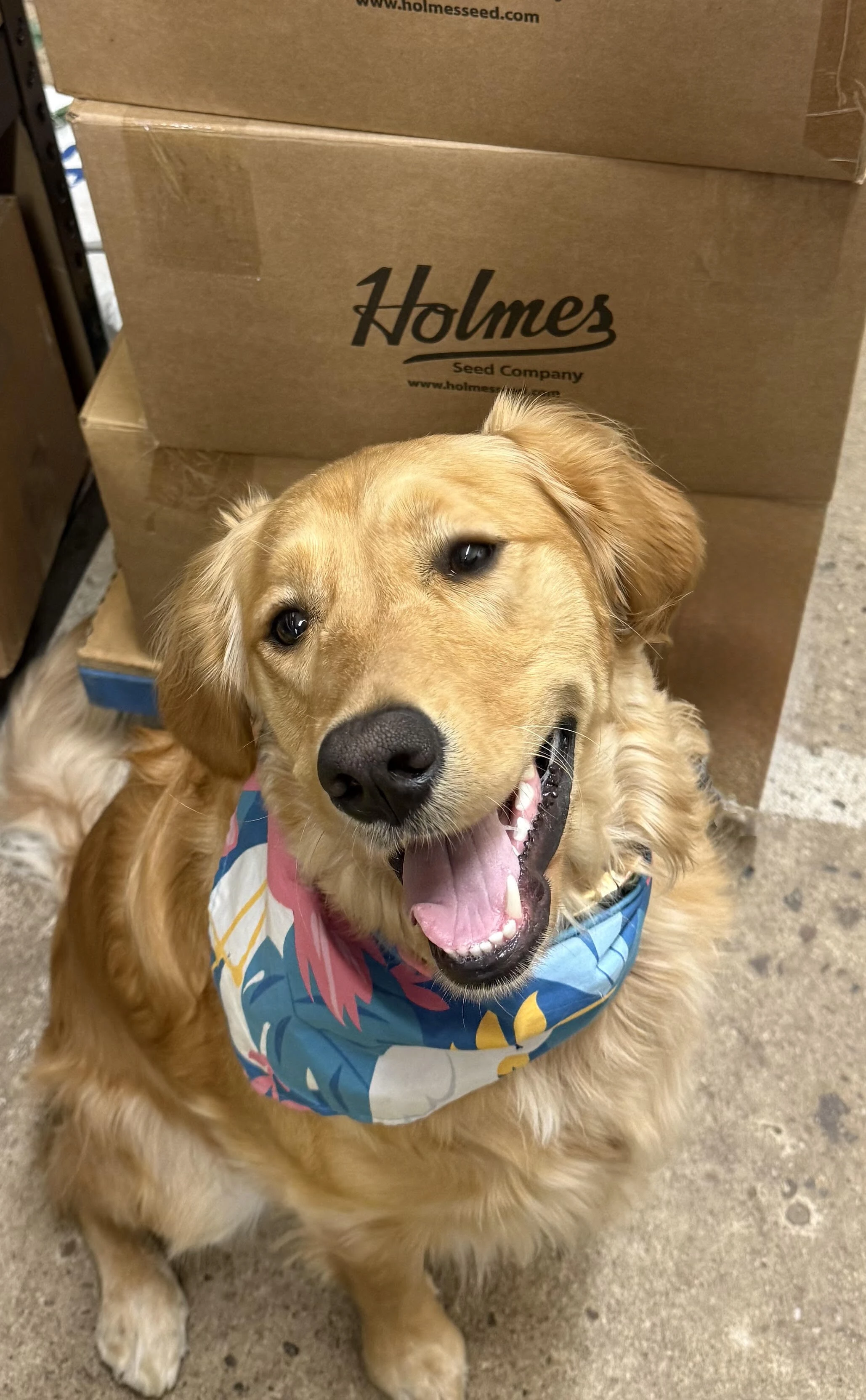 Sunnie the Golden Retriever supervising seed orders at Holmes Seed Company