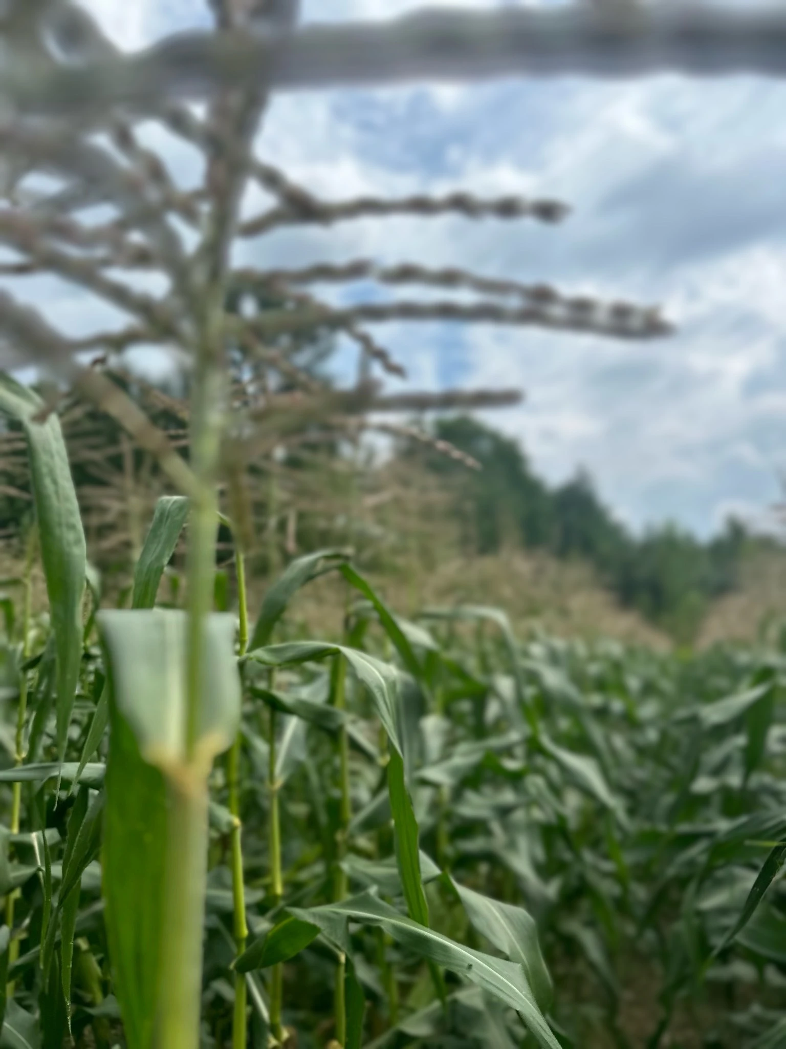 Sweet corn field