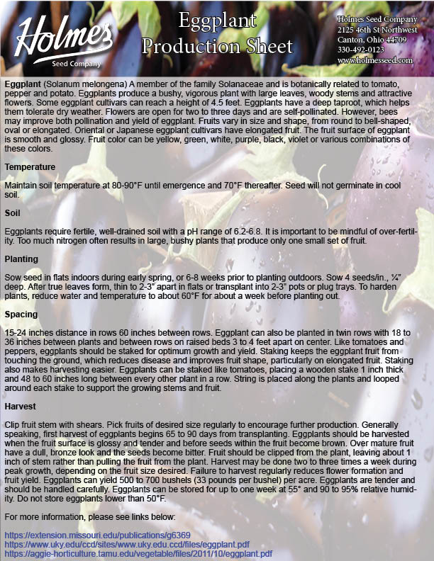 Classic F1 Eggplant Holmes Seed Company