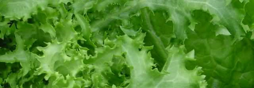 endive-category.jpg