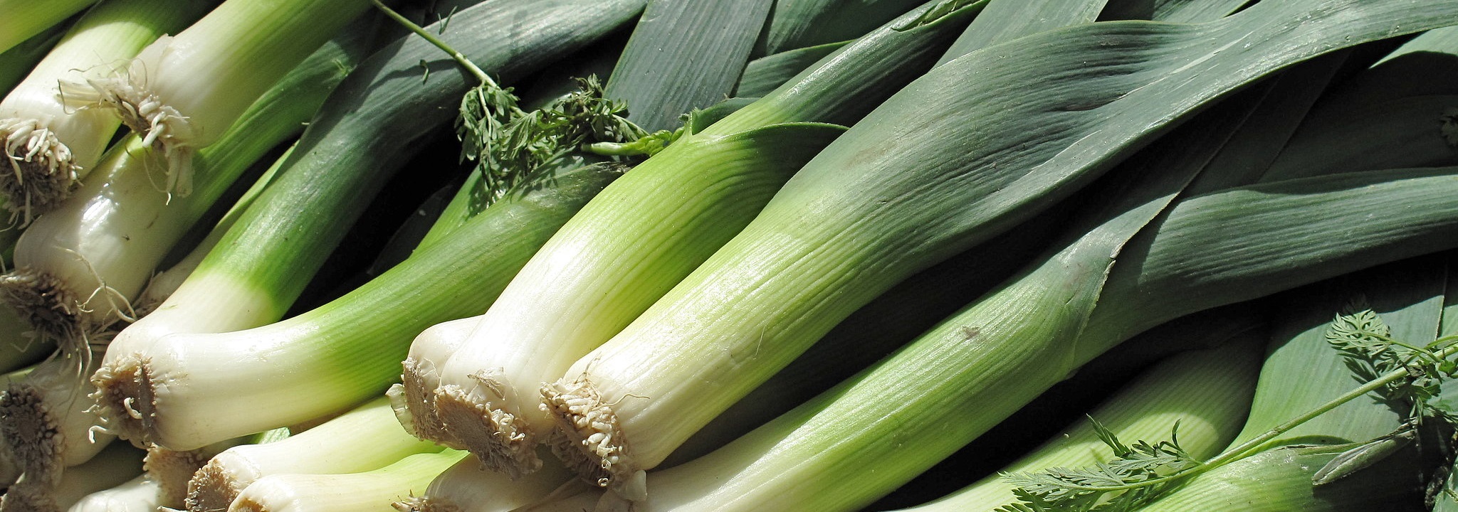 leek-category.jpg