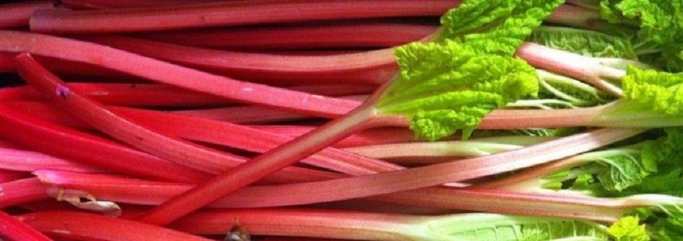 Rhubarb (Ruby Red) - Holmes Seed Company