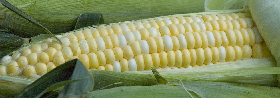 sweet-corn-category.jpeg