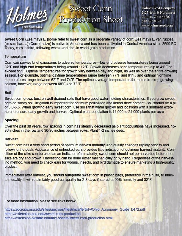 Solstice Sweet Corn Seeds 70 Relative Days Holmes Seed Company