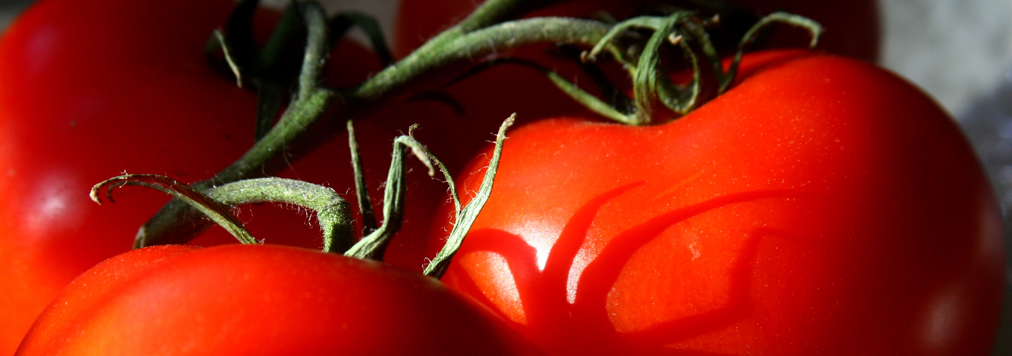 tomatoes-category.jpg