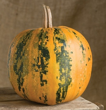 Kakai Pumpkin Seeds | Holmes Seed Company